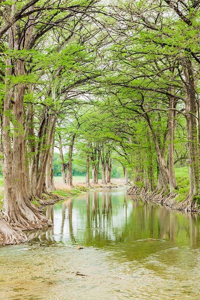 Wilson, Emily M. 아티스트의 Waring-Texas-USA-Trees along the Guadalupe River in the Texas Hill Country작품입니다.